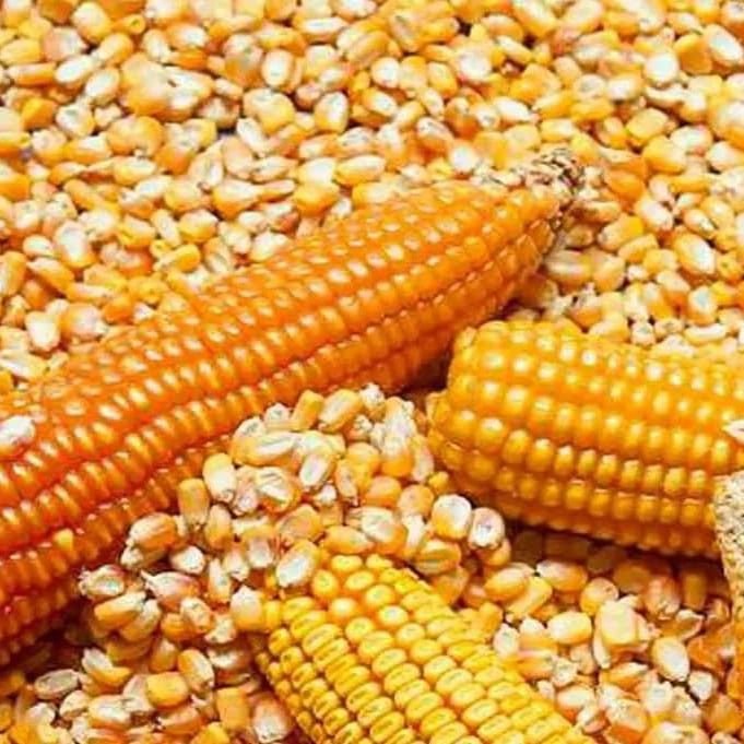 Yellow Maize (Corn) Exporter India CIF Vietnam, UAE, Bangladesh, Malaysia, Nepal